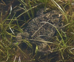 Natterjack toad  - Bufo calamita © John Muddeman